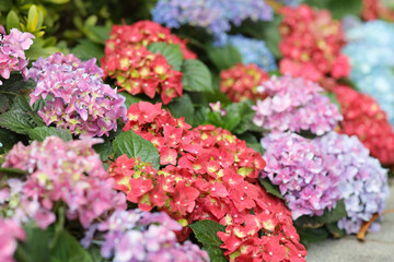 Obraz premium Colorful hydrangea flower garden , nature concept
