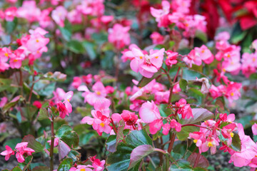 pink begonia, flowers blossoming in the park.