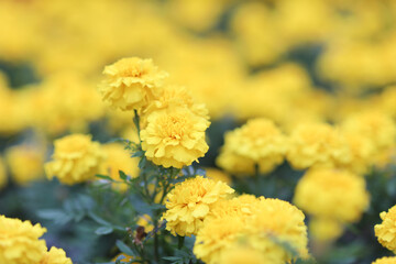 Beautiful Marigold flowers in the garden close up.