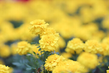 Beautiful Marigold flowers in the garden close up.