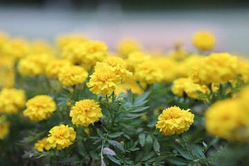 Beautiful Marigold flowers in the garden close up.