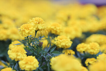 Beautiful Marigold flowers in the garden close up.