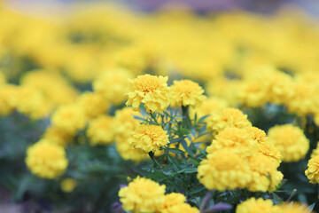 Beautiful Marigold flowers in the garden close up.