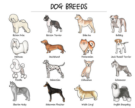 Several Dog Breeds Image