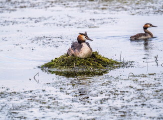 Great Crested Grebe, Podiceps cristatus, water bird sitting on the nest, nesting time on the green lake