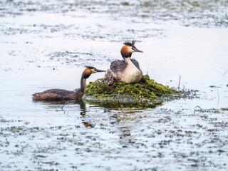 A pair of water birds, Great Crested Grebe, feeding chick at nest.