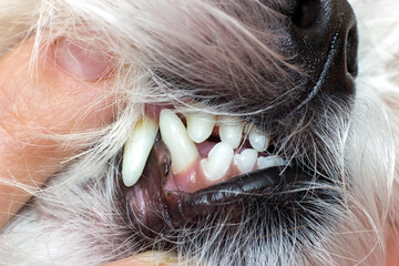 Maltese dog teeth with dental calculus during the vet check up close up.
