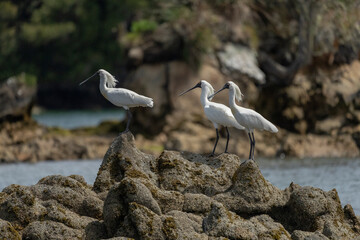 Royal Spoonbill (Platalea regia)