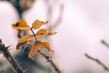 A branch with dry autumn leaves in winter on bushes.