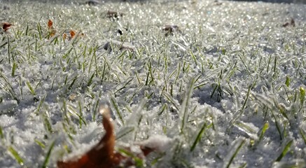 Grass and Ice