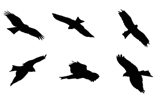 Bird in flight silhouettes vector. Collection of bird eagle silhouettes in different positions, Set of silhouettes of birds, Eagle Silhouettes vector.