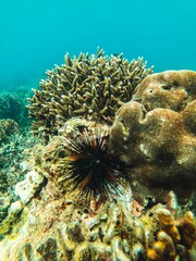 Naklejka na ściany i meble corales