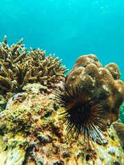 Fototapeta na wymiar corales