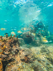 Obraz na płótnie Canvas corales