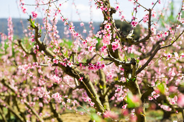 rows of peach trees blooming in spring