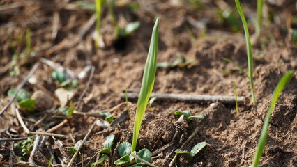 Young green grain or wheat growing, agriculture.