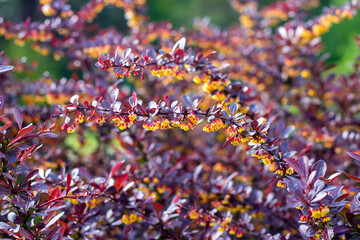 Bright Thunbergs Barberry (Berberis thunbergii Concorde) leaves and blooming flowers in the garden in spring. - 558411831