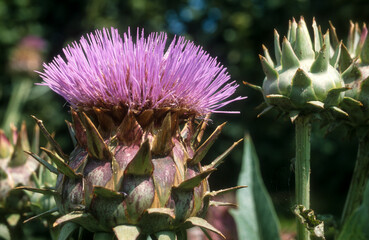 Cardon, cynara cardunculus 'Plein Blanc'