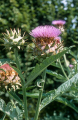 Cardon, cynara cardunculus 'Plein Blanc'