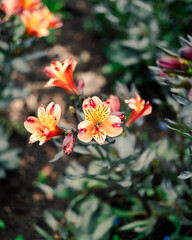 Orange and Red Flowers 