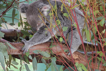koala in a zoo in australia