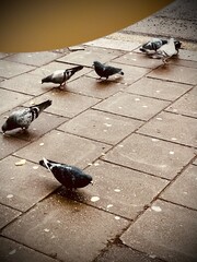 pigeons on the sidewalk
