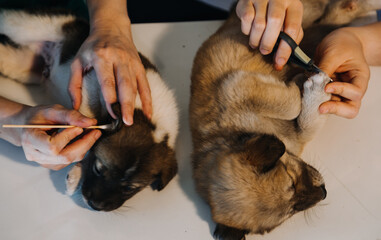 Checking the breath. Male veterinarian in work uniform listening to the breath of a small dog with a phonendoscope in veterinary clinic. Pet care concept