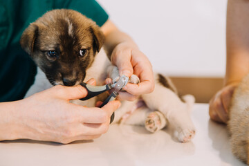 Checking the breath. Male veterinarian in work uniform listening to the breath of a small dog with a phonendoscope in veterinary clinic. Pet care concept