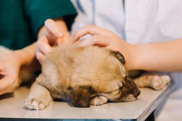 Checking the breath. Male veterinarian in work uniform listening to the breath of a small dog with a phonendoscope in veterinary clinic. Pet care concept
