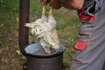 The butcher scalds a domestic hen in hot water in po