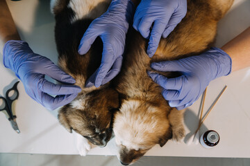 Checking the breath. Male veterinarian in work uniform listening to the breath of a small dog with a phonendoscope in veterinary clinic. Pet care concept