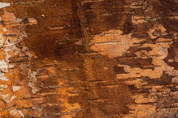 Birch bark is the natural background of the tree. Spotted pattern