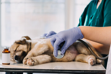 Checking the breath. Male veterinarian in work uniform listening to the breath of a small dog with a phonendoscope in veterinary clinic. Pet care concept
