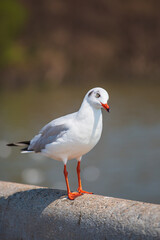 Sea gull standing on his feet on the beach at sunset. Close up view of white birds seagulls walking by the beach against natural