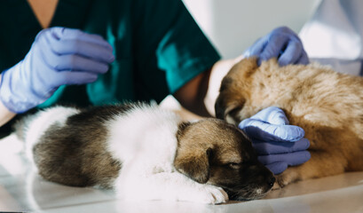 Checking the breath. Male veterinarian in work uniform listening to the breath of a small dog with a phonendoscope in veterinary clinic. Pet care concept