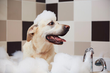 Happy dog taking bath at domestic bathroom. Funny labrador retriever with foam soap on head..