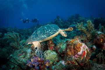 Naklejka na ściany i meble Underwater scenery off the Dutch Caribbean island of Sint Eustatius