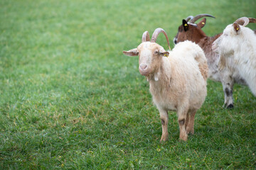 Obraz premium Three little goats are standing on a pasture on the right edge of the picture. It rained, the grass is wet. The goats look curious.