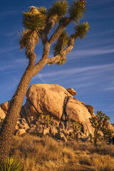 Joshua Tree National Park Hiking Trail Landscape Series, twisted, bristled Joshua trees over the field of boulders at Cap Rock Nature Trail, Twentynine Palms, Southern California, USA