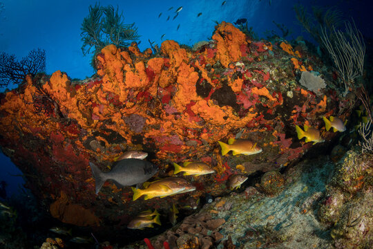 Underwater scenery off the Dutch Caribbean island of Sint Eustatius