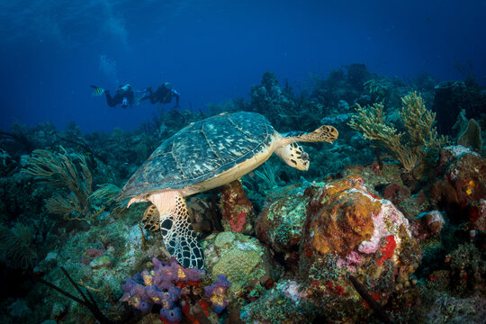 Underwater scenery off the Dutch Caribbean island of Sint Eustatius