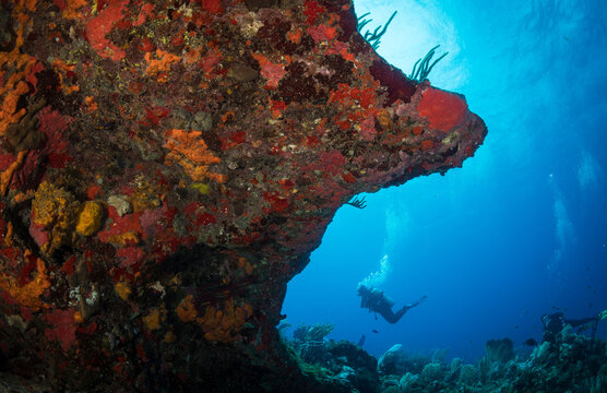 Underwater scenery off the Dutch Caribbean island of Sint Eustatius