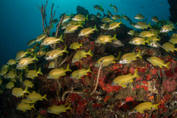French grunts (Haemulon flavolineatum) on One Step Beyond divesite off the Dutch Caribbean island of Sint Maarten
