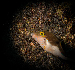 A sharpnose pufferfish (Canthigaster rostrata) eyes the eggs of a Sargeant Major damselfish as a...