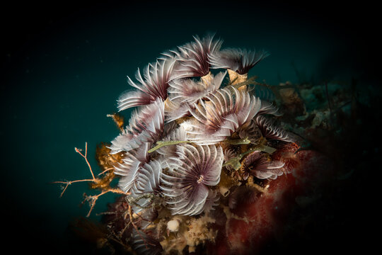 Underwater scenery with Social Feather Dusters (Bispira brunnea) worms off the Dutch Caribbean isla nd of Sint Maarten