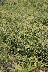 green grass background