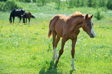 Naklejka na ściany i meble red foal walking at the pasture. sunny summer day