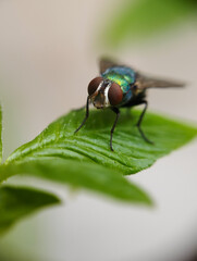 fly on leaf
