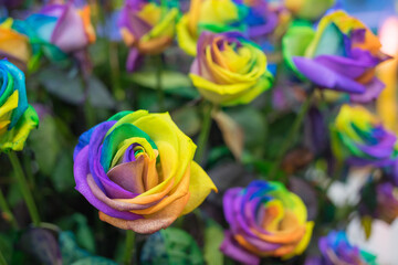 Obraz na płótnie Canvas rainbow rose flower and multicolour petals, beautifully named happy flower, LGBTQ
