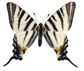 Iphiclides podalirius (Linnaeus, 1758) - Scarce swallowtail